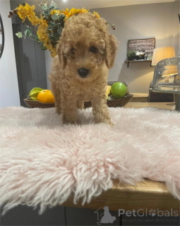 Zdjęcie №1. pudel (krasnolud) - na sprzedaż w Göppingen | 1674zł | Zapowiedź №154438