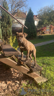 Zdjęcie №3. Amerykański Bully XL. Serbia