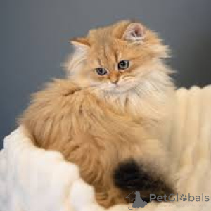 Zdjęcie №3. Myytävänä brittiläisen pitkäkarvaisia Kissanpentuja. Finlandia