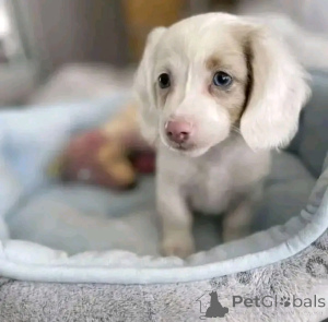 Zdjęcie №1. jamnik - na sprzedaż w Helsinki | 2631zł | Zapowiedź №164546