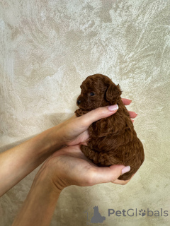 Zdjęcie №3. Tikap Teddy Poodle China. Federacja Rosyjska