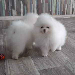 Zdjęcie №3. Dwa nasze szczeniaki Pomeranian Spitz,. Niemcy