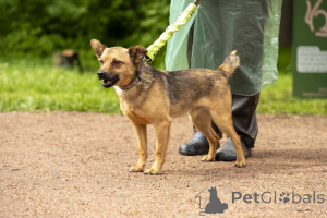 Zdjęcie №1. pies nierasowy - na sprzedaż w Petersburg | Bezpłatny | Zapowiedź №70675