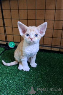 Zdjęcie №3. Kocięta Devona Rexa. Niemcy