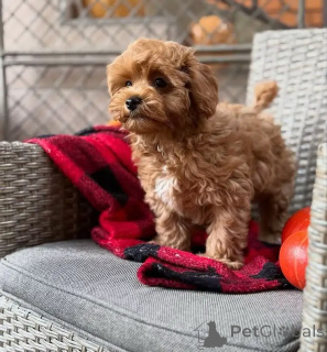 Zdjęcie №2 do zapowiedźy № 163592 na sprzedaż  maltipu - wkupić się Niemcy hodowca