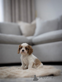 Zdjęcie №3. Cavalier Gotowy do odbioru i wysyłki. Szwajcaria