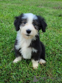 Zdjęcie №1. bearded collie - na sprzedaż w Tennessee City | Bezpłatny | Zapowiedź №110091