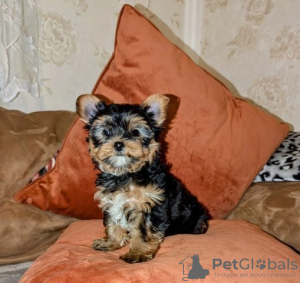 Zdjęcie №1. yorkshire terrier - na sprzedaż w Helsinki | 1386zł | Zapowiedź №127514