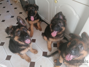 Zdjęcie №2 do zapowiedźy № 132171 na sprzedaż   - wkupić się Szwajcaria 