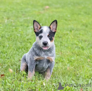 Zdjęcie №2 do zapowiedźy № 138645 na sprzedaż  australian cattle dog - wkupić się USA 