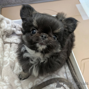 Zdjęcie №1. chihuahua (rasa psów) - na sprzedaż w Helsinki | 2392zł | Zapowiedź №163640