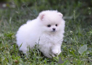 Zdjęcie №3. Absolutnie szczeniaki Pomeranian Spitz. Niemcy
