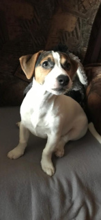 Zdjęcie №3. Urocza dziewczyna Jack Russell Terrier z bardzo pięknymi oczami szuka swojego. Federacja Rosyjska