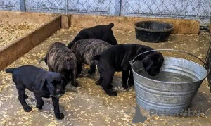 Zdjęcie №1. cane corso - na sprzedaż w Дрезден | 2153zł | Zapowiedź №130461