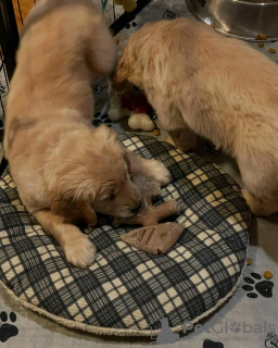 Zdjęcie №3. Golden Retriever-Welpen. Austria