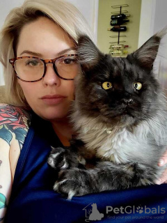 Zdjęcie №3. Maine-Coon-Kätzchen/Katzen Zu Verkaufen. Niemcy