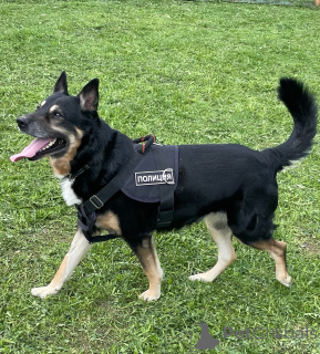 Zdjęcie №4. Sprzedam pies nierasowy w Москва.  - cena - Bezpłatny