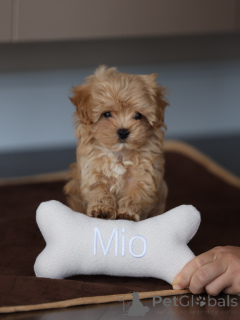 Zdjęcie №3. Nagłówek Urocze szczenięta Maltipoo gotowe na swoje stałe domy. Niemcy