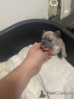 Zdjęcie №4. Sprzedam buldog francuski w Miasto Tennessee. prywatne ogłoszenie - cena - 2317zł