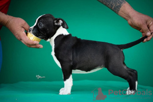 Dodatkowe zdjęcia: Amerykański Staffordshire Terrier