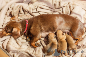 Zdjęcie №1. doberman - na sprzedaż w Glasgow | 3109zł | Zapowiedź №138880