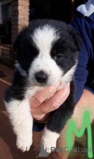 Zdjęcie №1. border collie - na sprzedaż w Augsburg | negocjowane | Zapowiedź №170519