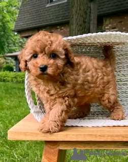 Zdjęcie №1. pudel (zabawka) - na sprzedaż w Bratysława | negocjowane | Zapowiedź №157887