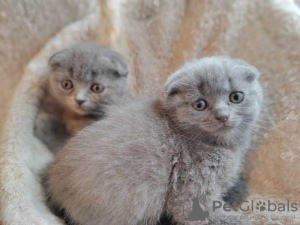 Zdjęcie №1. scottish fold - na sprzedaż w Odessa | 957zł | Zapowiedź № 132589