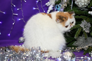 Zdjęcie №3. Pokaż dziewczynie szukającej domu!. Federacja Rosyjska