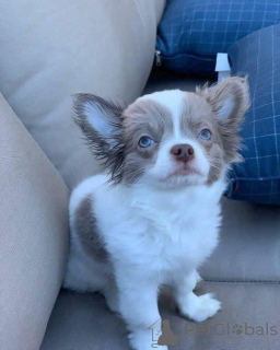 Zdjęcie №1. chihuahua (rasa psów) - na sprzedaż w Manchester | negocjowane | Zapowiedź №166828