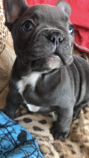 Zdjęcie №3. szczenięta koloru niebieskiego.. Ukraina