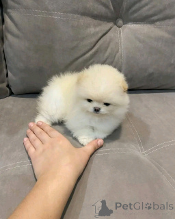Zdjęcie №3. Teacup Pomeranian Puppy do adopcji. USA