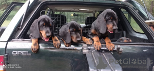 Dodatkowe zdjęcia: Black Deer Hound, szczenięta Slovensky Kopov