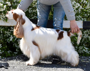 Zdjęcie №4. Sprzedam cocker spaniel angielski w Czelabińsk. od żłobka - cena - 1423zł