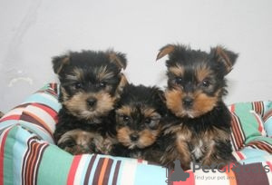 Zdjęcie №1. yorkshire terrier - na sprzedaż w Albinen | 1196zł | Zapowiedź №129286