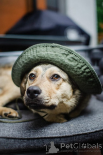 Zdjęcie №1. pies nierasowy - na sprzedaż w Москва | Bezpłatny | Zapowiedź №67353