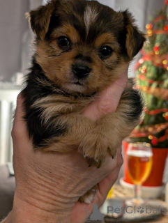 Zdjęcie №2 do zapowiedźy № 173358 na sprzedaż  yorkshire terrier - wkupić się Cypr 