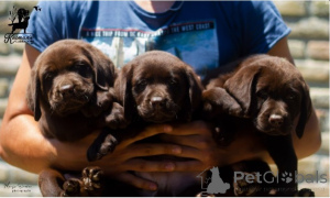 Zdjęcie №2 do zapowiedźy № 138369 na sprzedaż  labrador retriever - wkupić się Serbia 