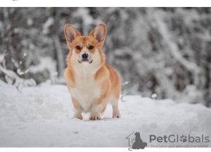 Dodatkowe zdjęcia: Welsh Corgi 3 mięsiąca (utytułowane rodzicy )