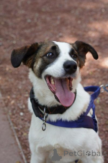 Zdjęcie №3. Poznaj niesamowicie spokojnego i inteligentnego Arniego!. Federacja Rosyjska