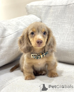 Zdjęcie №1. jamnik - na sprzedaż w Bruksela | negocjowane | Zapowiedź №156453