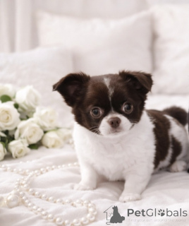 Zdjęcie №3. Piękność VIP o niebieskich oczach!. Ukraina