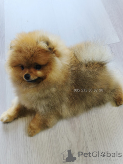 Zdjęcie №2 do zapowiedźy № 163833 na sprzedaż  szpic miniaturowy - wkupić się Gruzja prywatne ogłoszenie, od żłobka, hodowca