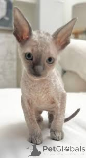 Zdjęcie №3. Cornish Rex-Kätzchen zu verkaufen. Francja