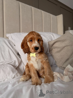 Zdjęcie №1. cocker spaniel amerykański - na sprzedaż w Capelle aan den ijssel | negocjowane | Zapowiedź №177755
