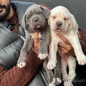 Zdjęcie №2 do zapowiedźy № 176442 na sprzedaż  cane corso - wkupić się Niemcy hodowca