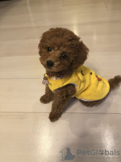 Zdjęcie №2 do zapowiedźy № 132983 na sprzedaż  pudel (krasnolud) - wkupić się USA 