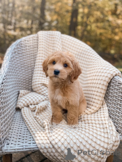 Zdjęcie №3. Poznaj Olivera, sprytnego małego odkrywcę o złotym sercu! Zawsze gotowy na. Niemcy