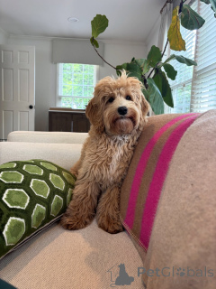 Zdjęcie №2 do zapowiedźy № 159637 na sprzedaż  labradoodle - wkupić się Włochy prywatne ogłoszenie