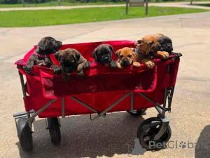 Zdjęcie №2 do zapowiedźy № 173398 na sprzedaż  cane corso - wkupić się Dania prywatne ogłoszenie, hodowca